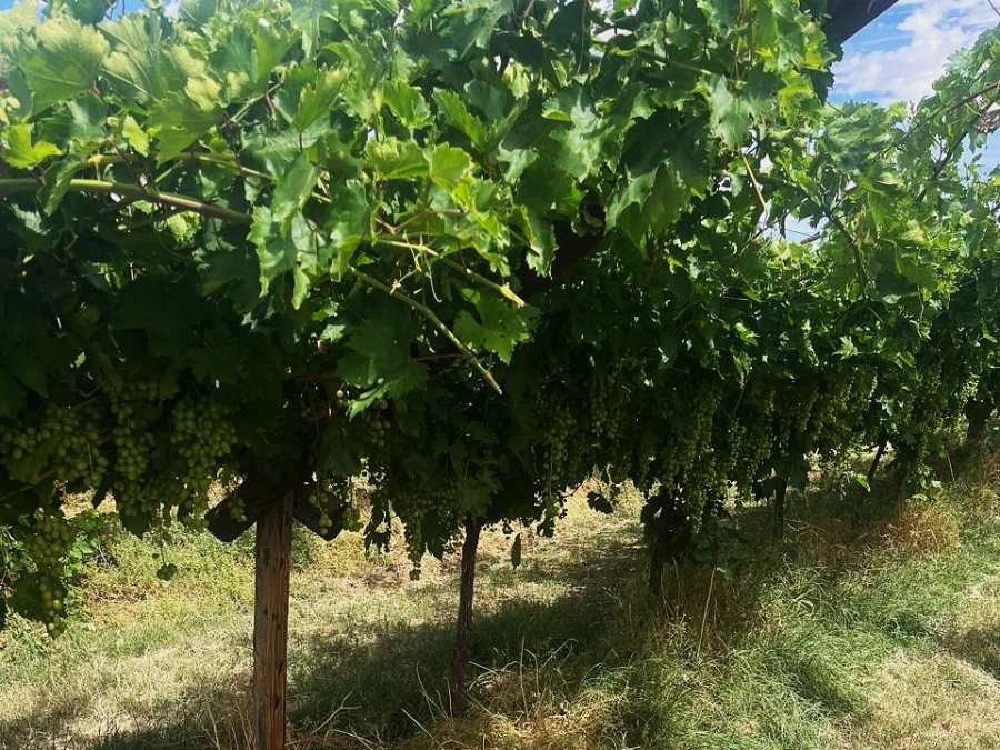 Commercial Property for Sale in Groblershoop Northern Cape